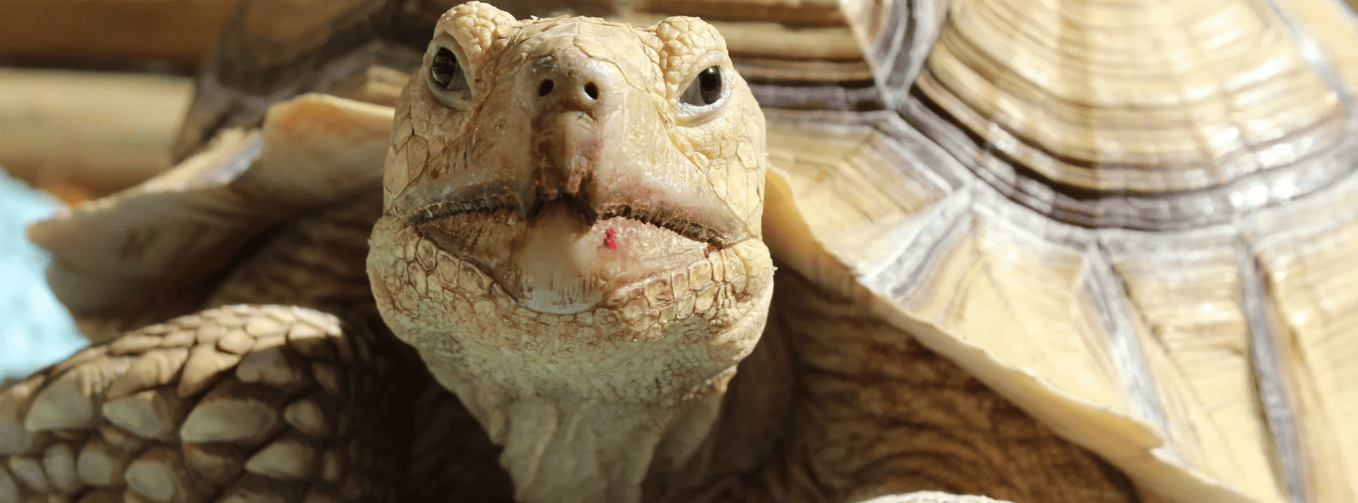 Close-up of a tortoise facing the camera, showing its detailed scaly skin and textured shell. The tortoise has a slightly open mouth and intense gaze. The background is out of focus, enhancing the tortoise's features.