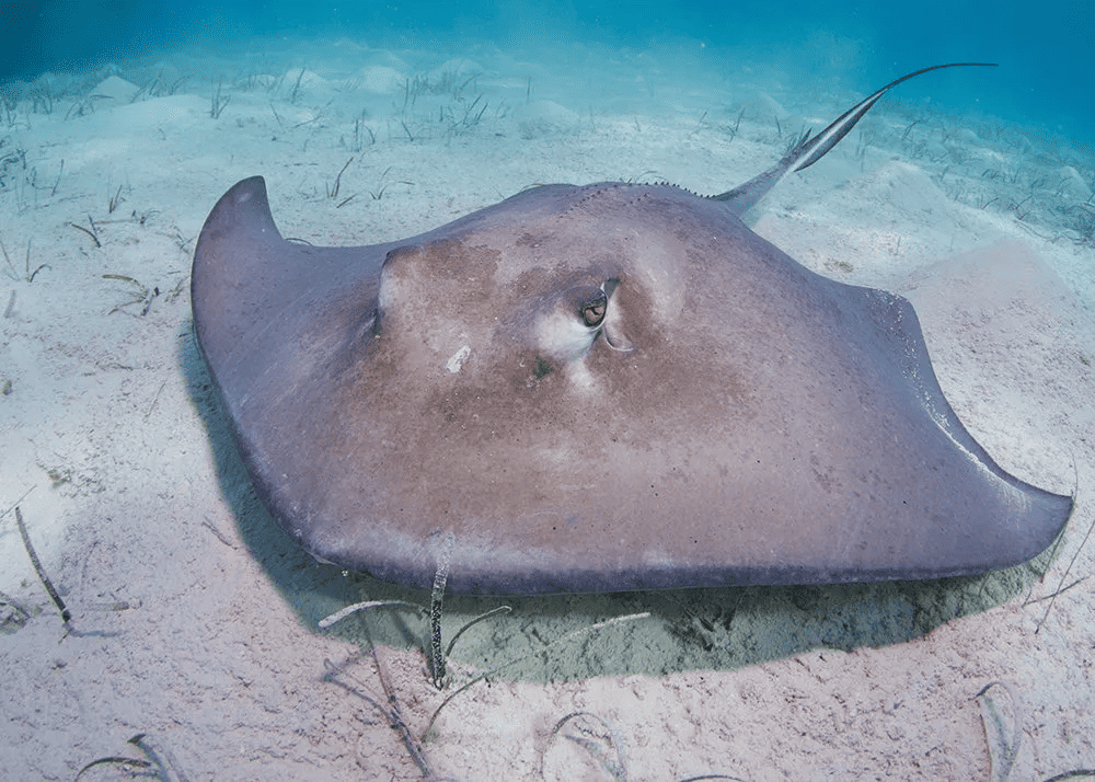 A large stingray resting on the ocean floor. Its flat, wide body and long tail are visible against the sandy seabed, with sparse underwater vegetation around. The water is clear and blue, giving a serene underwater scene.